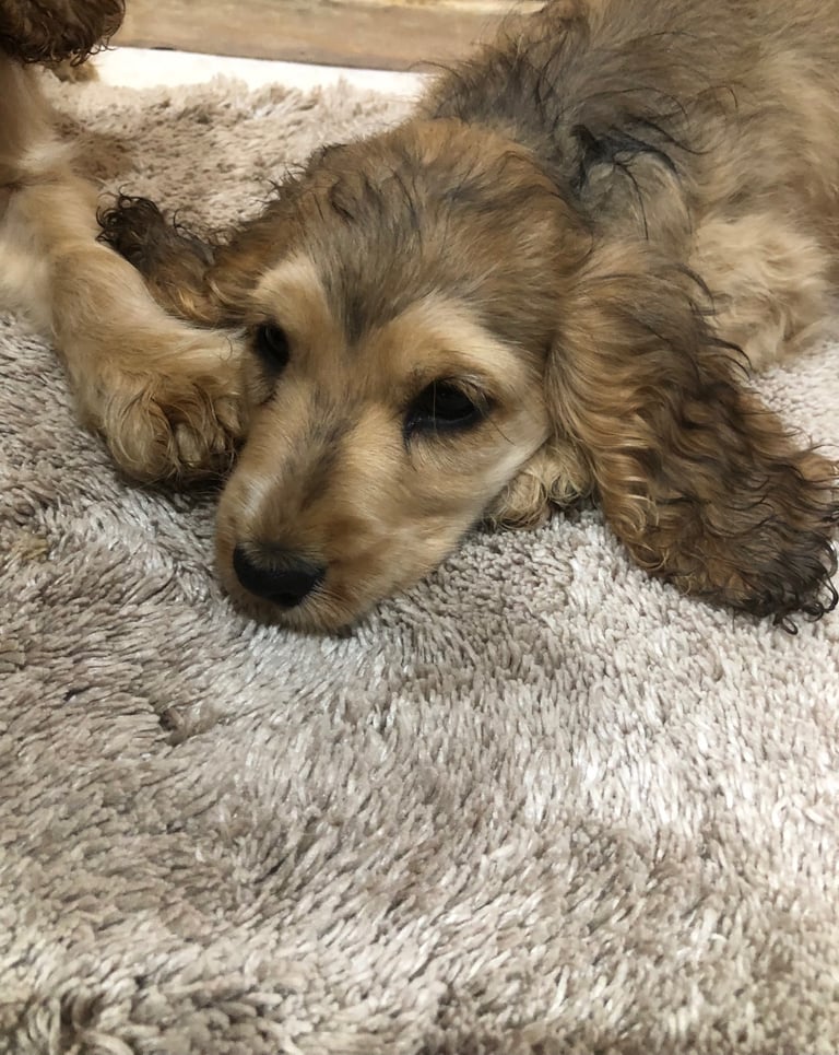 Show Type cocker spaniels