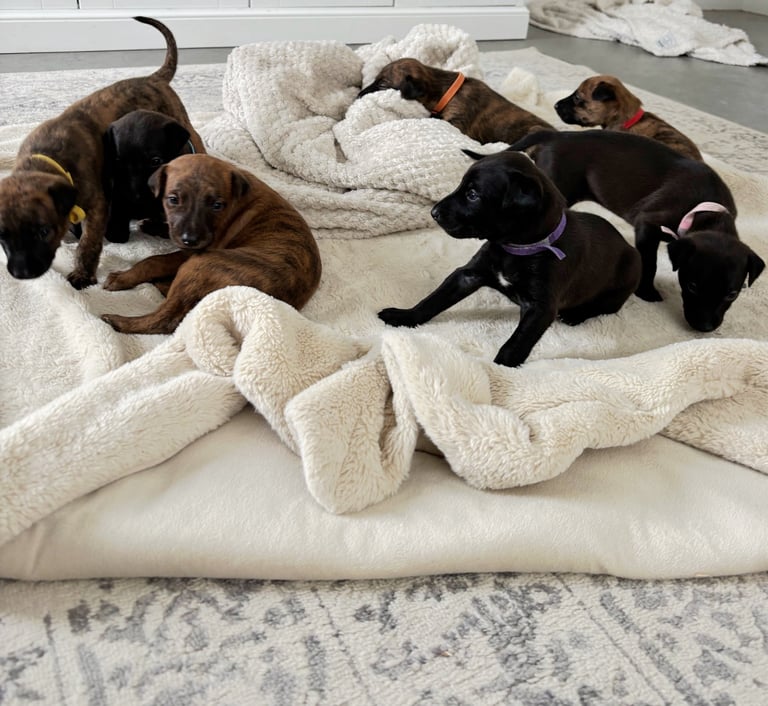Pharaoh hound x whippet puppies 