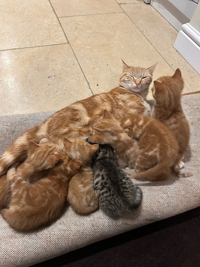 Gorgeous affectionate fluffy kittens 