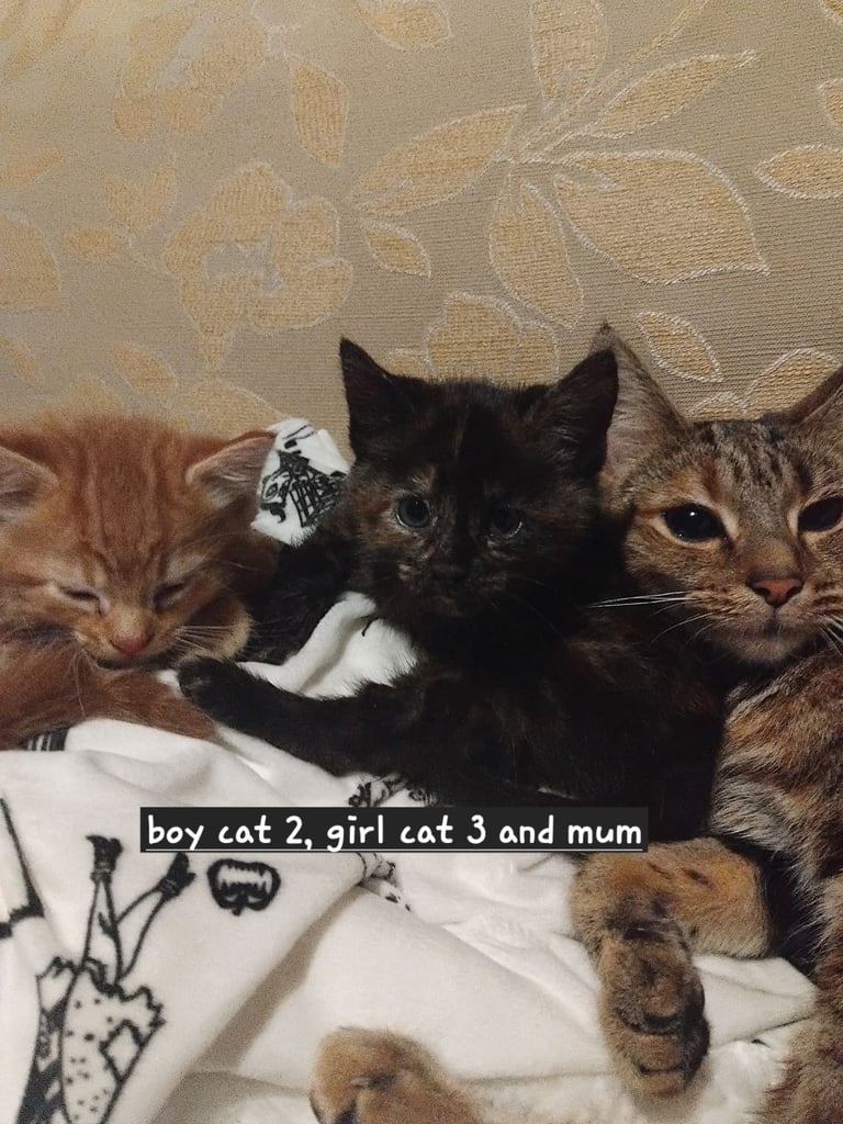 3 adorable 7 week old kittens looking for their forever home