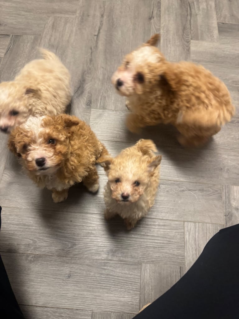 Cavapoo puppies F1BB