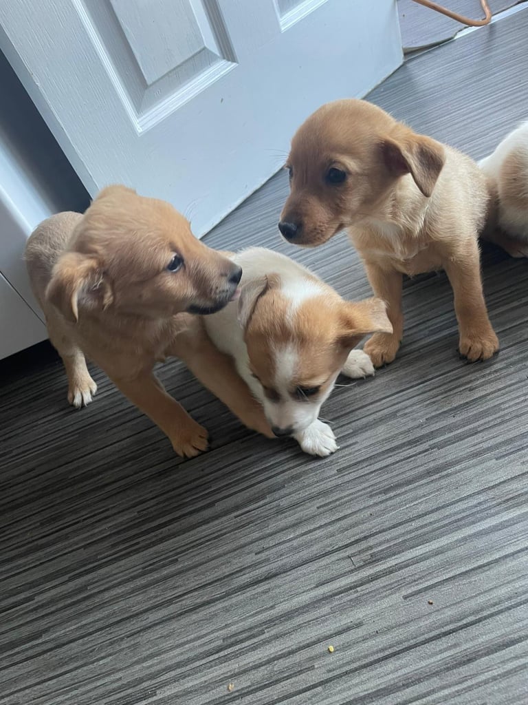 image for Jack x chihuahua puppies 