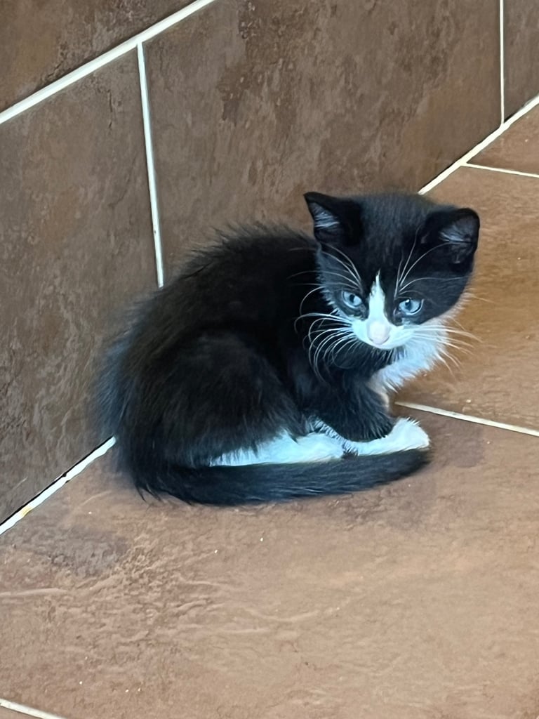 11 week old kittens 