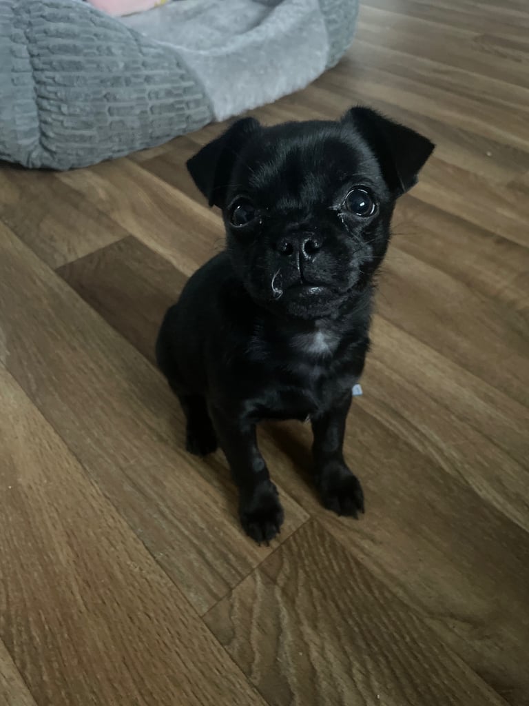 Pug x Jack Russell 