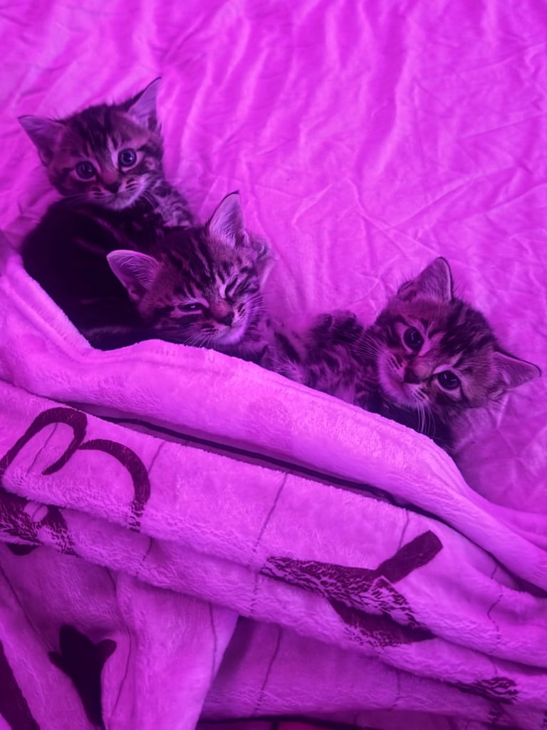 image for Tortoiseshell Kittens (Boys) Ready for new Homes