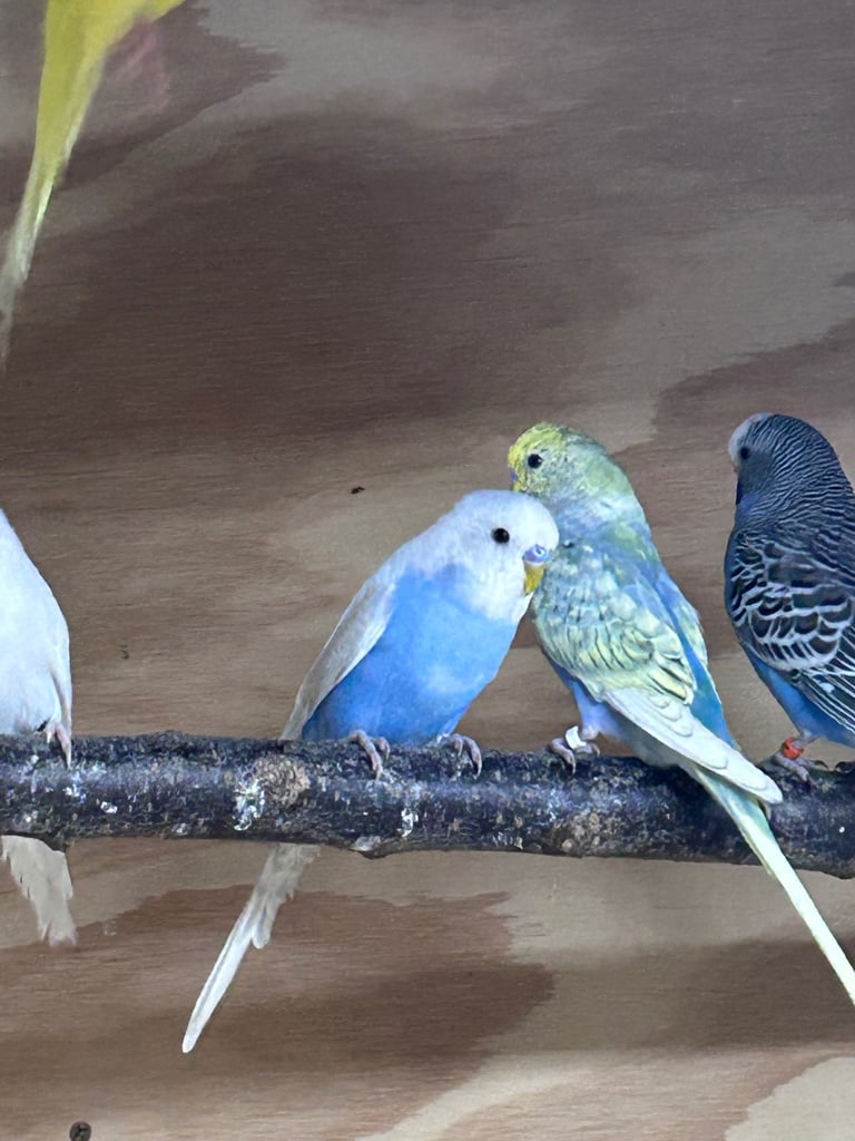 Beautiful baby budgies