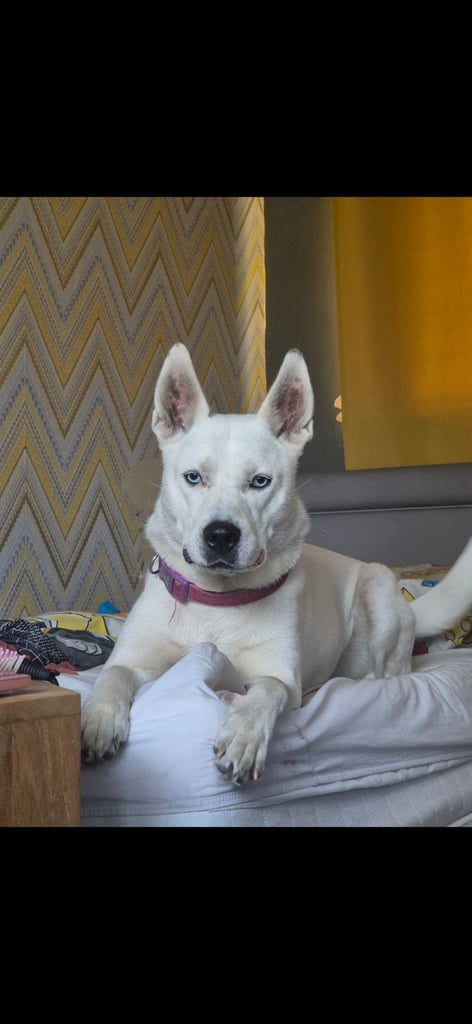 Husky mix puppies - 4 girls left! 