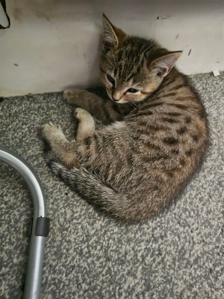 image for Kittens