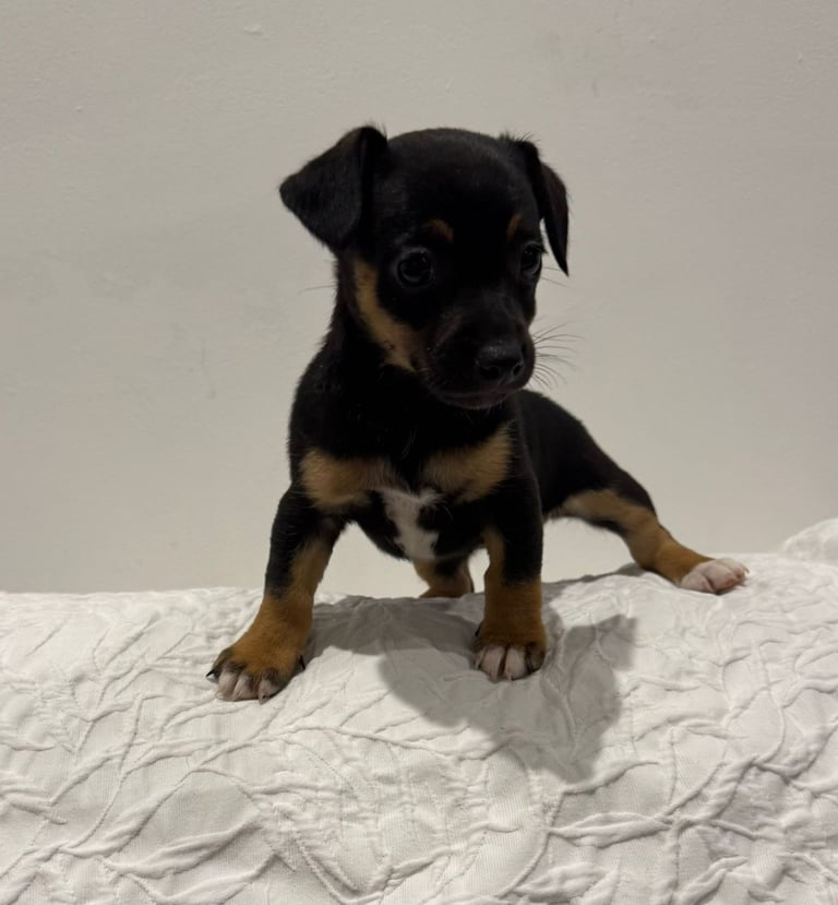 CUTE MINIATURE JACK RUSSELL PUPPIES 