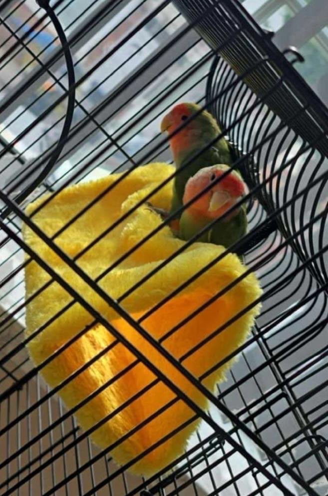 image for Peachfaced Lovebirds 