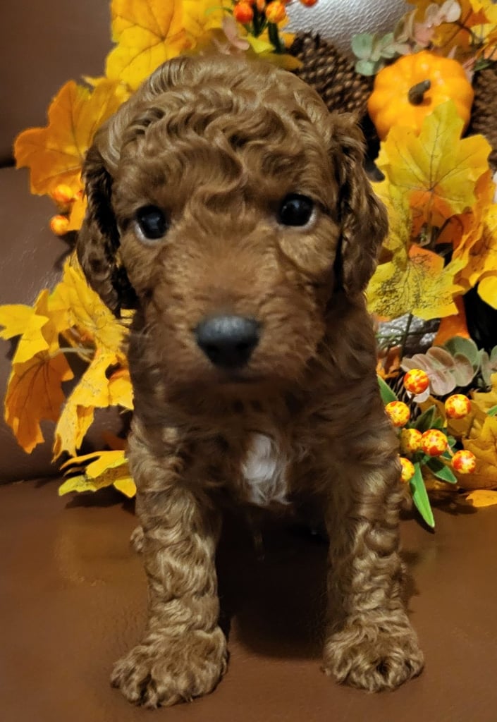 Golden and Red F1b cockapoo pups 