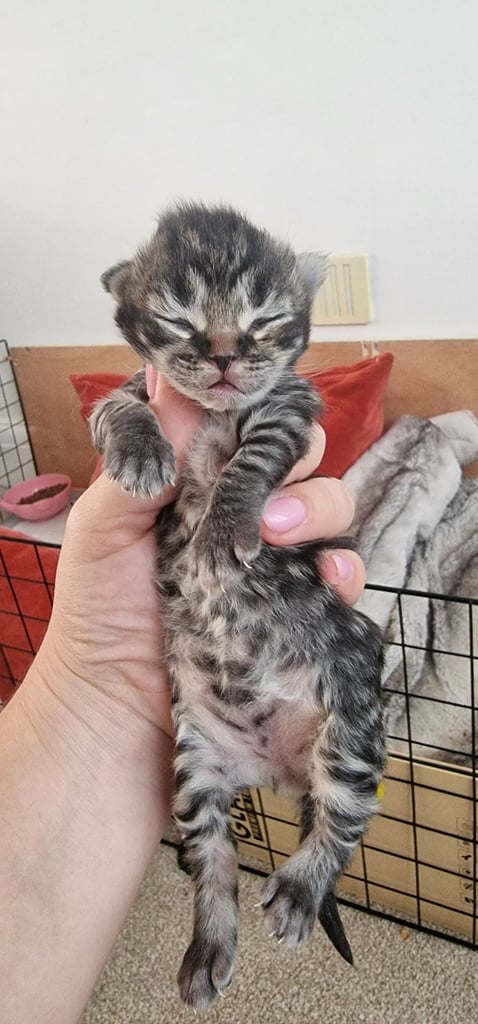 Beautiful, Affectionate Male Kitten - ready to go now