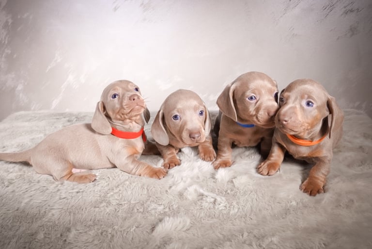 Miniature dachshund puppies Isabella and tan smoothhaired