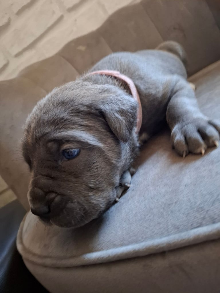**REDUCED** 2 left Pure Cane Corso puppies (Blue) 2 females left 