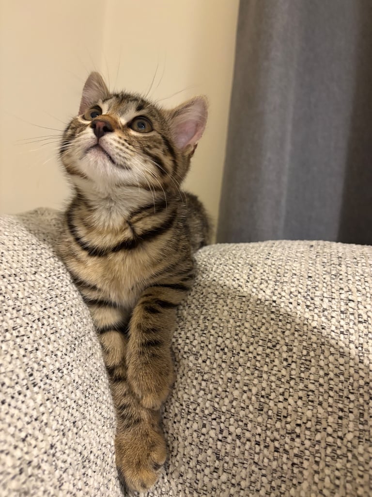 Bengal Cats for sale 