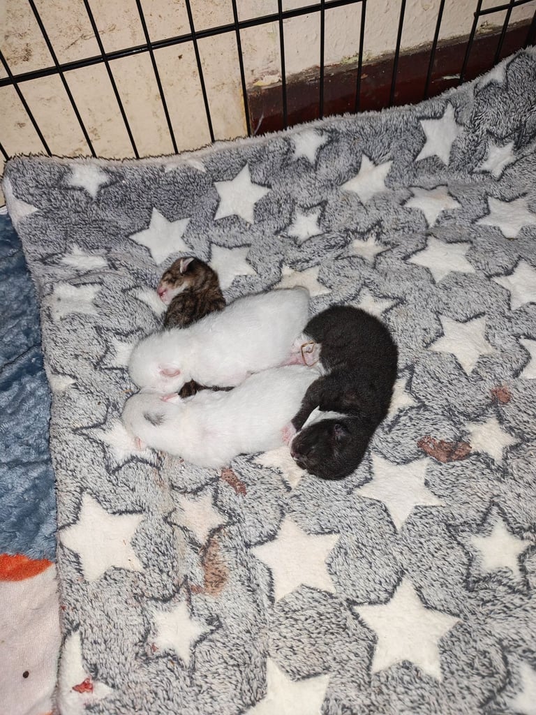 Kittens 