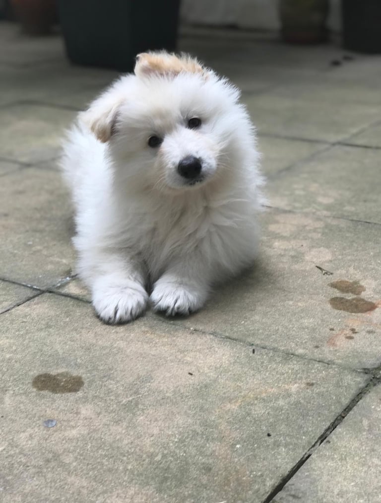 KC White Swiss Shepherd Puppies (White German Shepherd puppies)