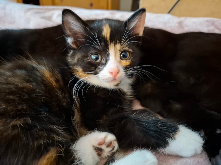 4 very fluffy kittens 8 weeks and Salem 4 months