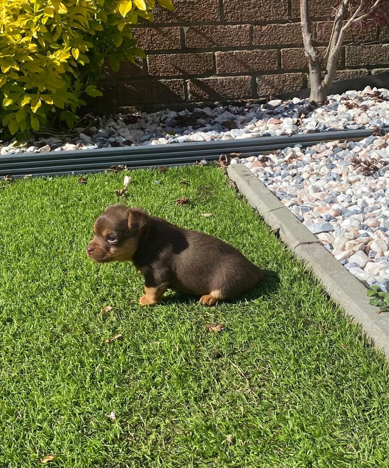 Gorgeous Miniature Jack Russell Puppy For Sale