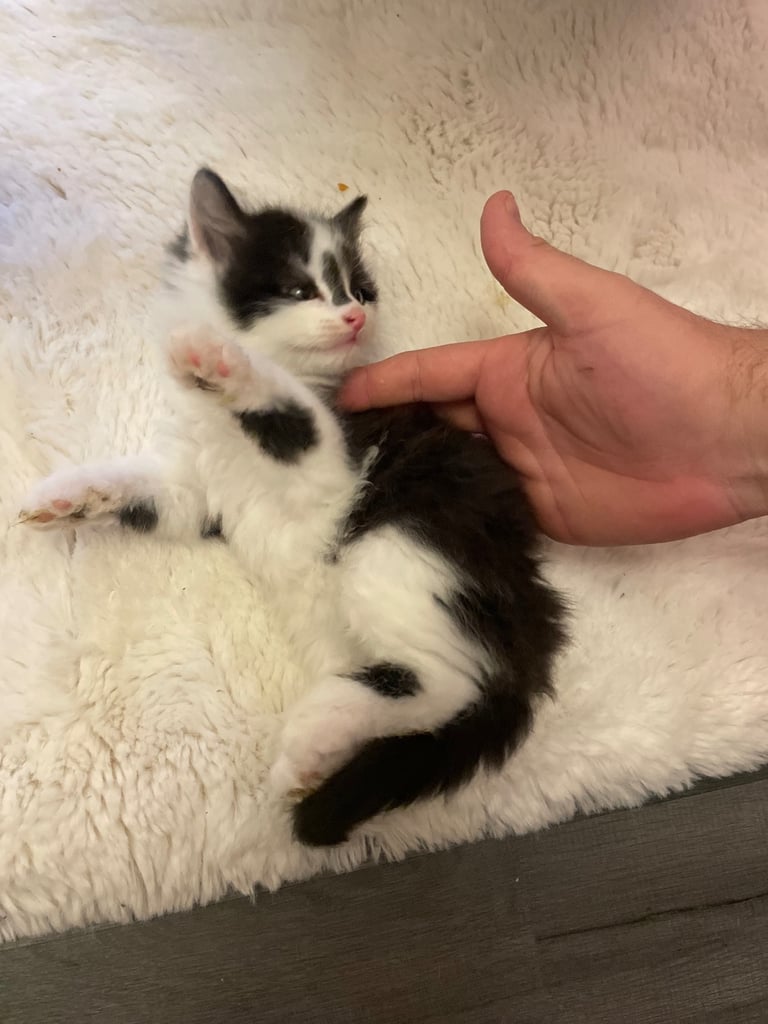Turkish black and white angora kitten 