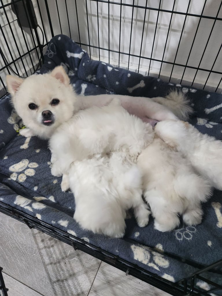 Pomeranian puppys 