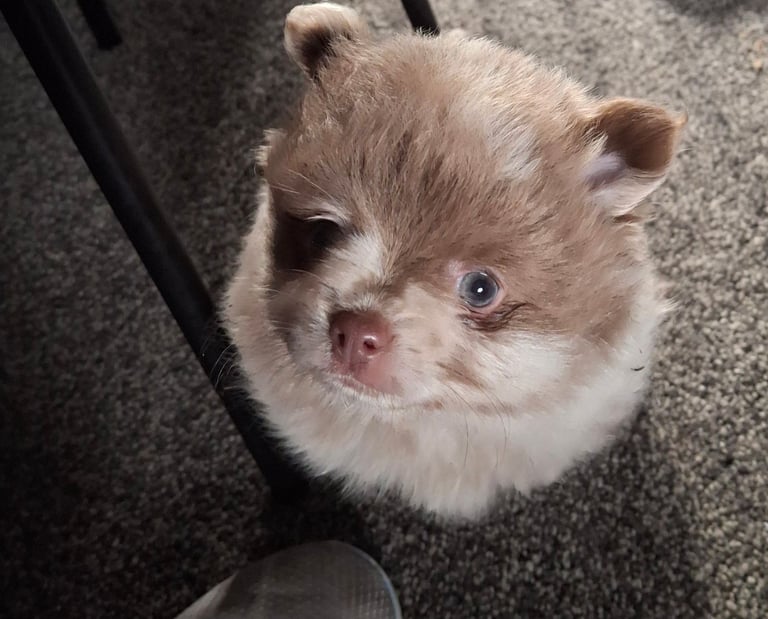 Pommeranian lavender merle bitch puppyREDUCED 