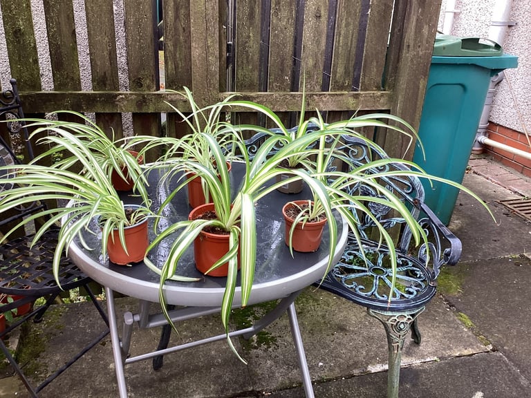 Spider plants