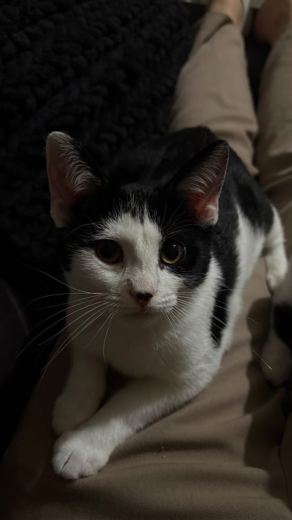 🐾 Kittens for Sale – Ready for New Homes ASAP 🐾