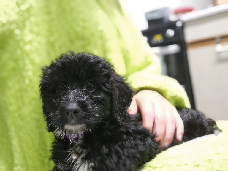 image for 1 female cockapoo f1 for sale 