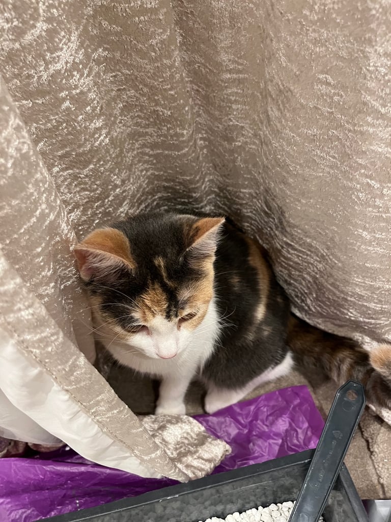 Calico kitten for sale