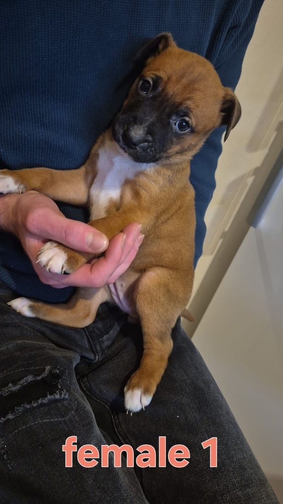 Staffy x belgian Last Girl Left 