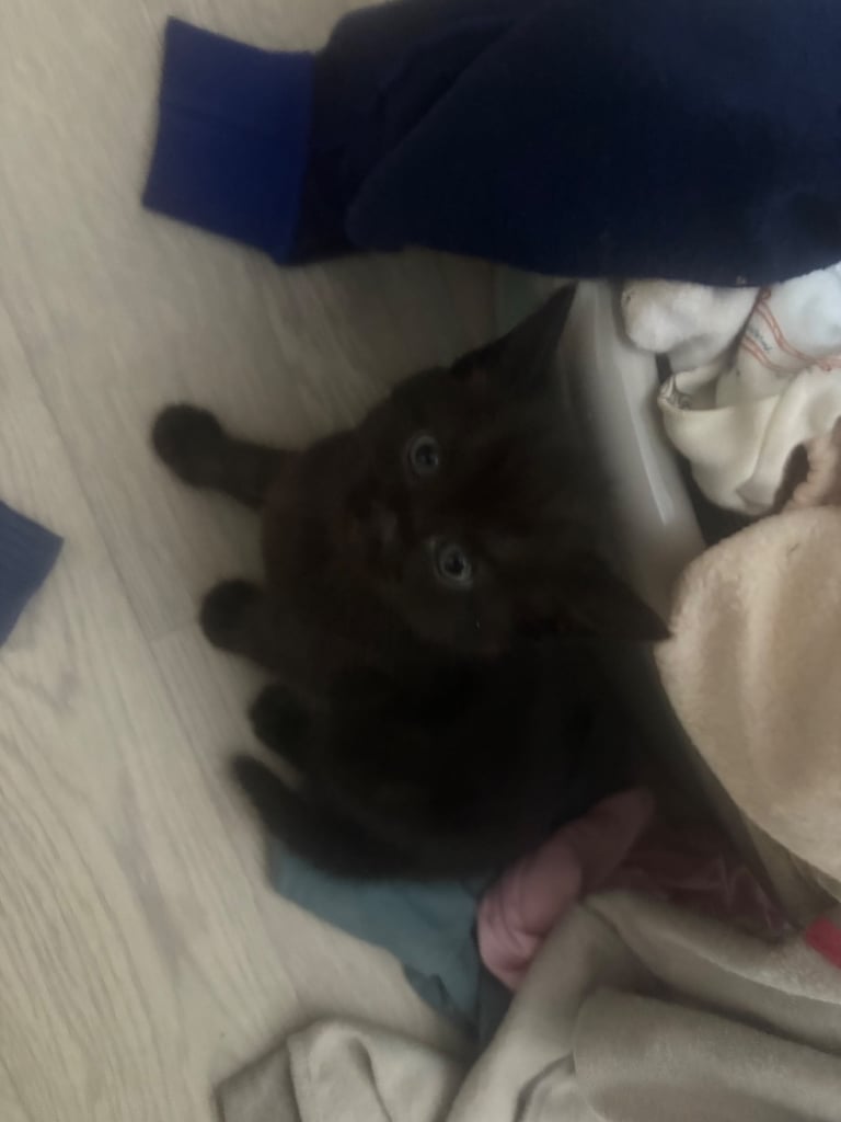 one gorgeous male kitten available 