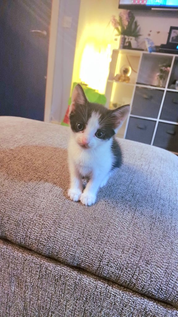 2 Kittens Black & White