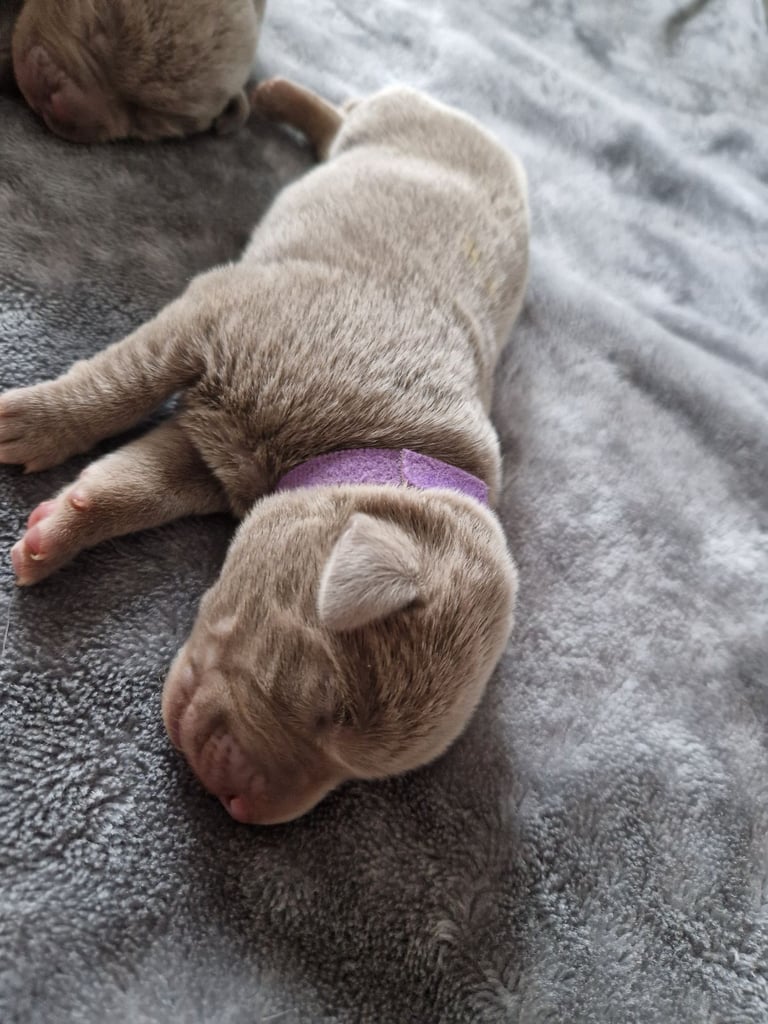 Silver labrador's KC