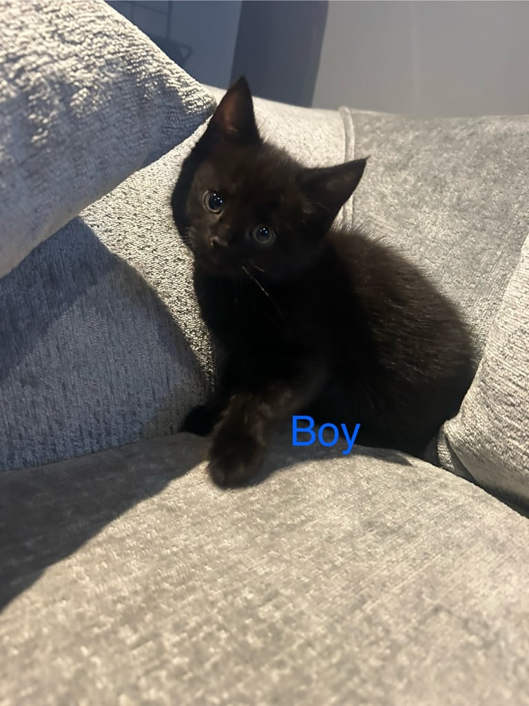 4 beautiful kittens looking for a new home 