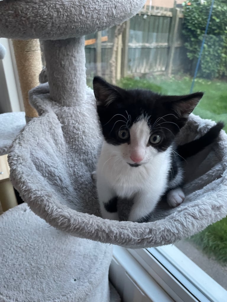 image for 1 Male Kitten Black & White