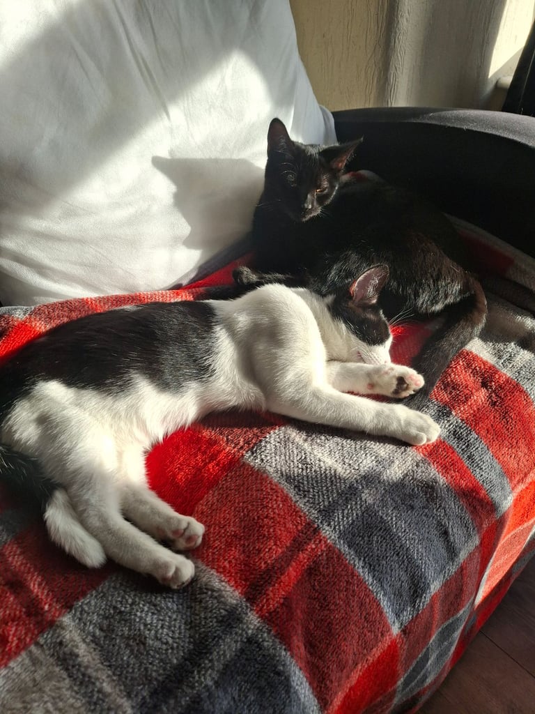 Winter & Betty – Two Loving Siblings Looking for Homes 💕