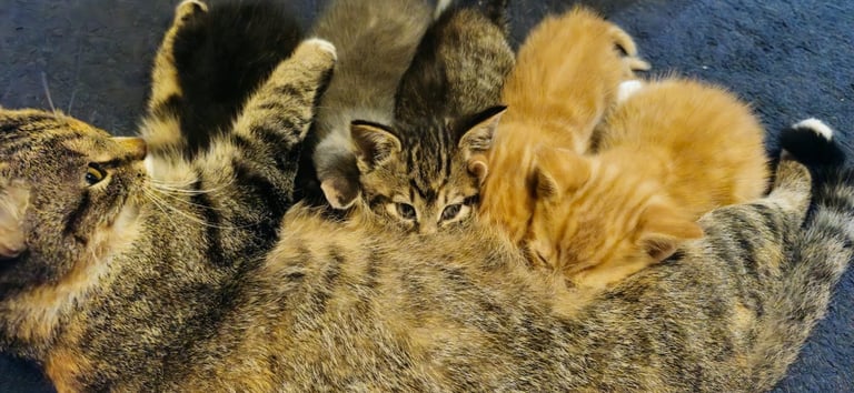 Friendly kittens for sale