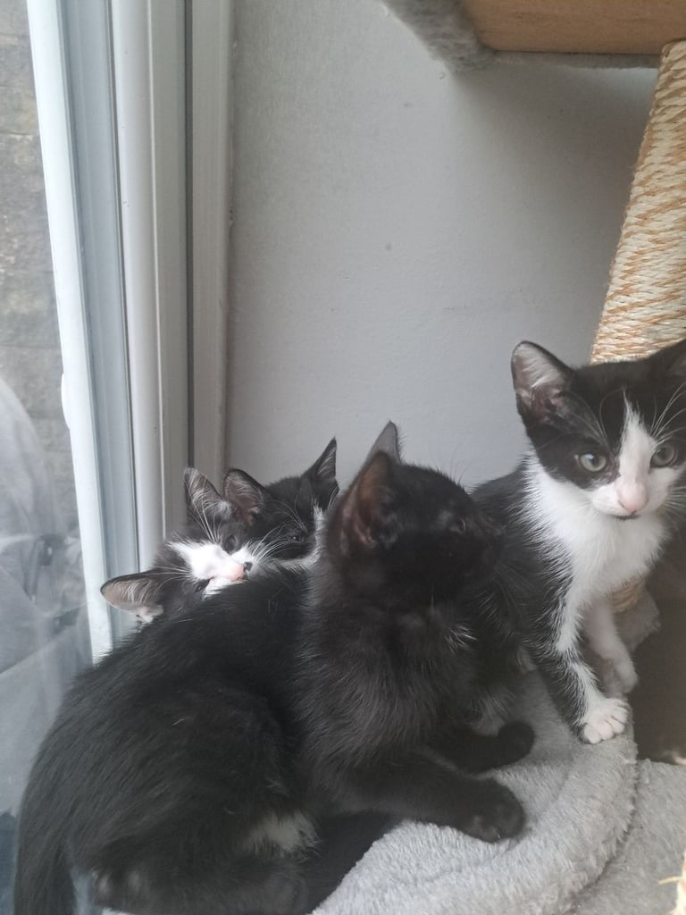 Kittens 