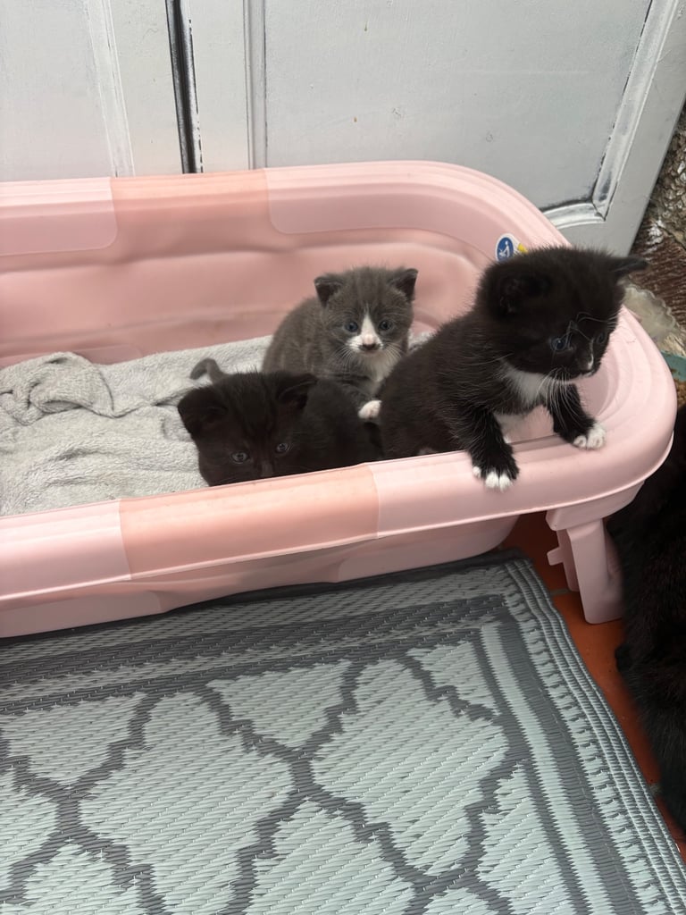 Kitten for sale all female . Ready to go now