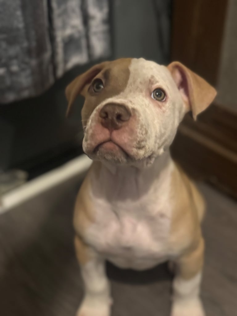 Beautiful American bulldogs 