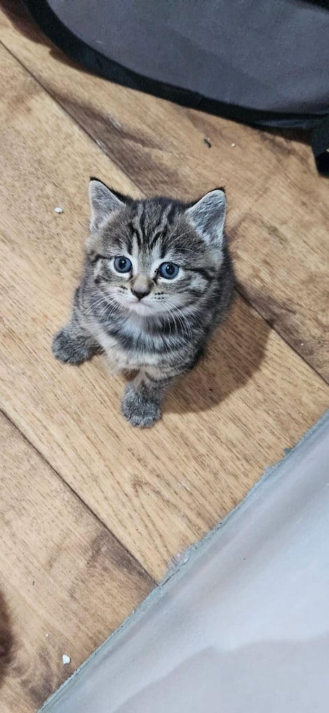  Siberians  long haired kittens 😸  2 GIRLS 1 BOY 