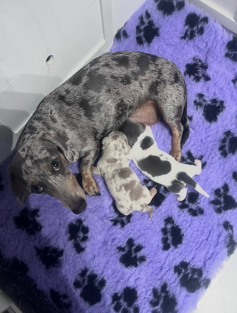 Miniature dachshunds