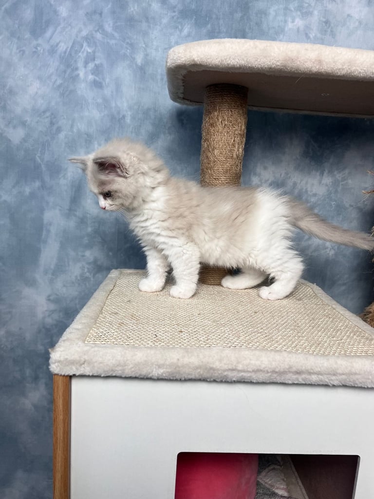 Super Rare green-eyed light mink ragdoll girl Ready now
