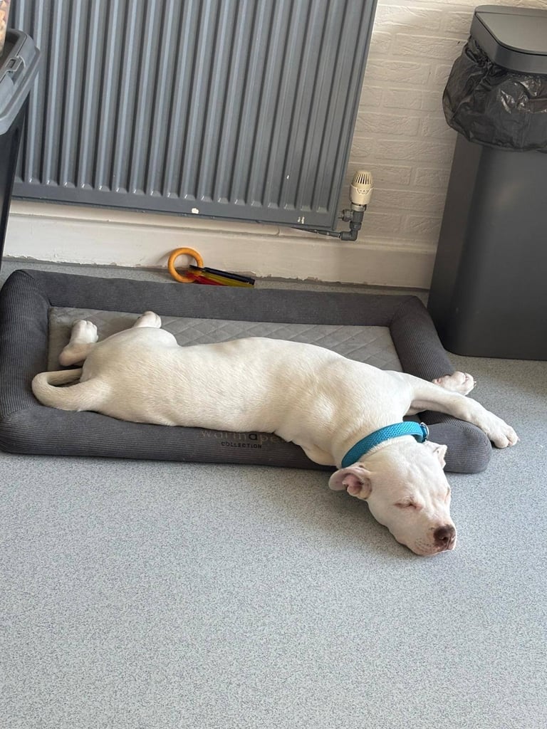 image for  Full johnson American bulldog (boy)