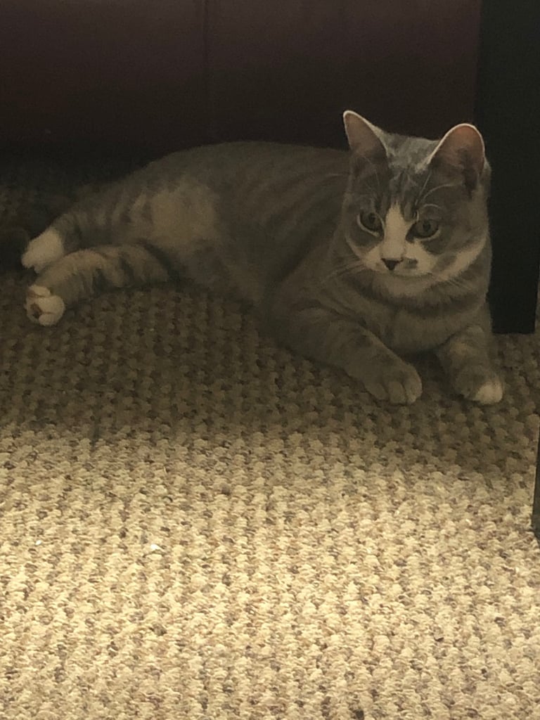 Female kitten looking for 5 star home 