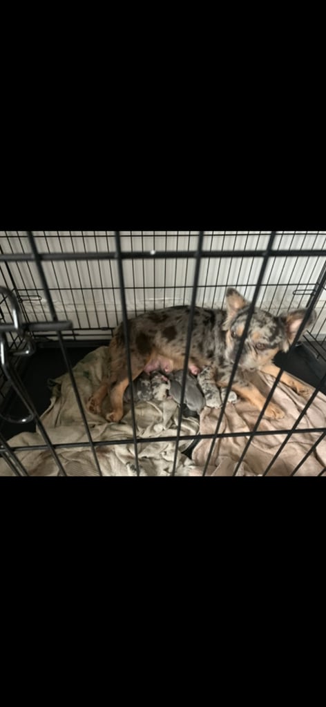 Fluffy French bulldog puppies