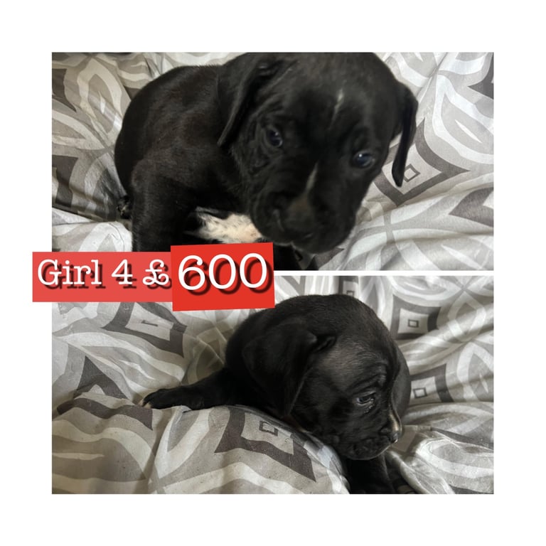Stunning staffy X cane corso puppies 