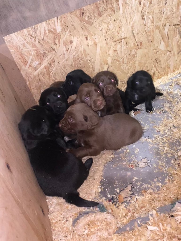 Labrador x Cocker Spaniel Puppies 