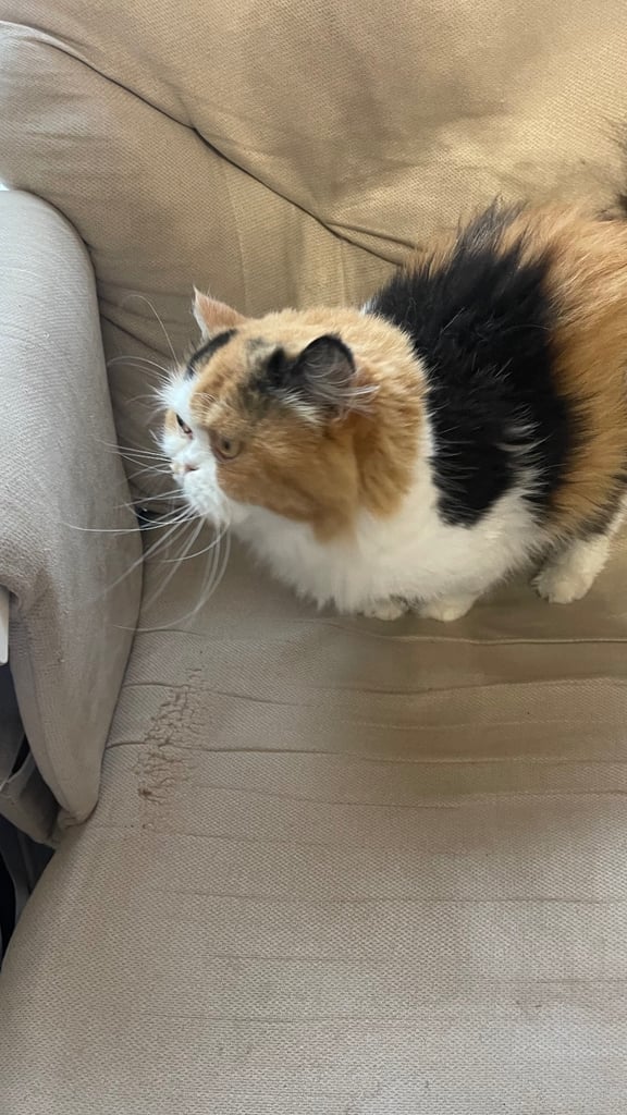 🌸 Beautiful British Longhair Female – Bumblebee 🌸